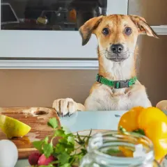 Czy pies może jeść oliwki? Ekspert radzi, jak bezpiecznie