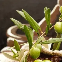 Oliwa z oliwek: eliksir zdrowia i urody. Na co naprawdę pomaga?