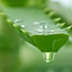 Aloes: na co pić? Sekrety zdrowia, urody i smukłej sylwetki