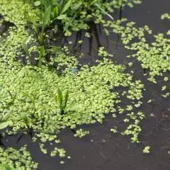 Rzęsa wodna: czy ten superfood wart jest swojej ceny?