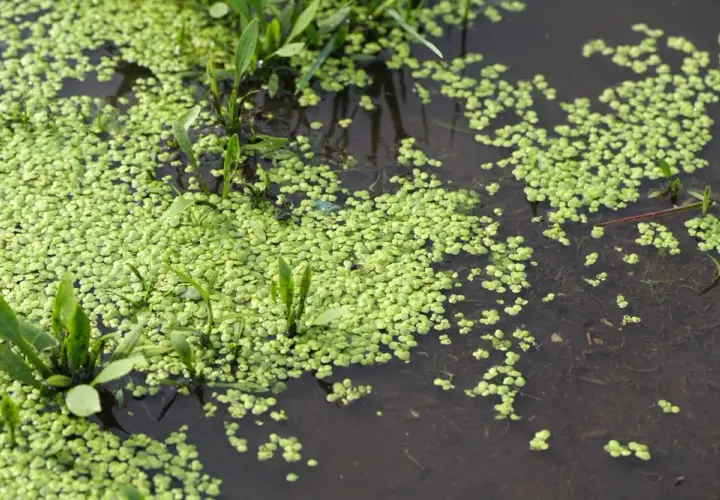 Rzęsa wodna: czy ten superfood wart jest swojej ceny?
