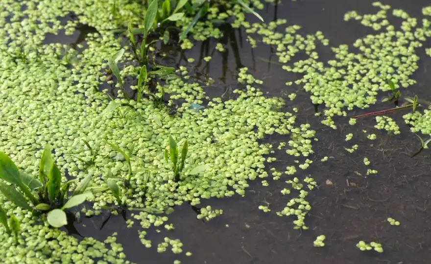 Rzęsa wodna: czy ten superfood wart jest swojej ceny?
