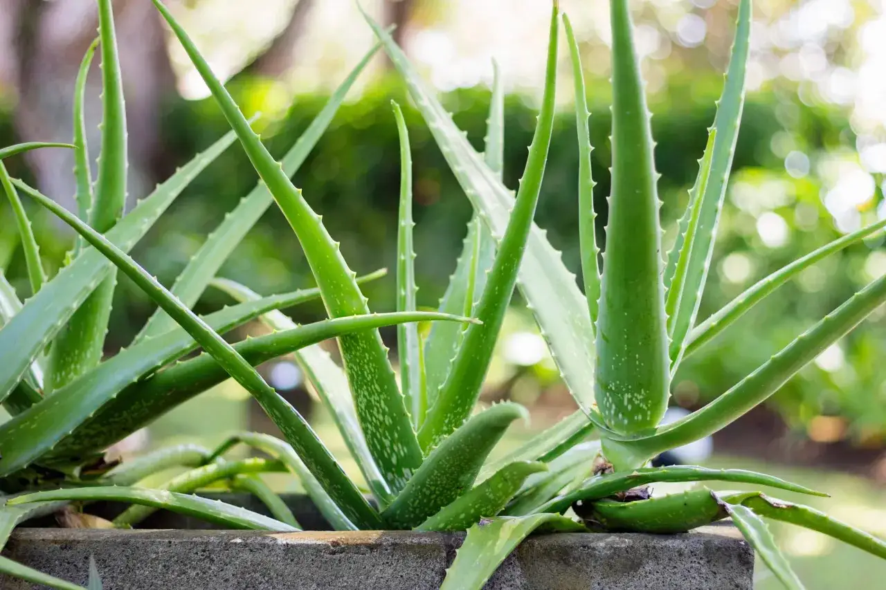 Aloe Barbadensis Miller roślina