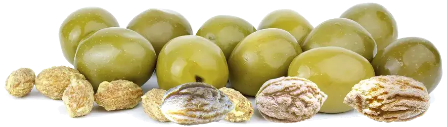 przekr&oacute;j oliwki z pestką i oliwa